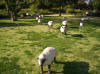 'Kunst'schapen in de tuin