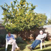 Sandra en Luuk onder de citroenboom