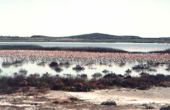 Flamingo's bij het Flamingo Casino in Kimberley